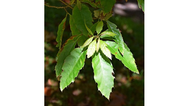 Quercus xalapensis