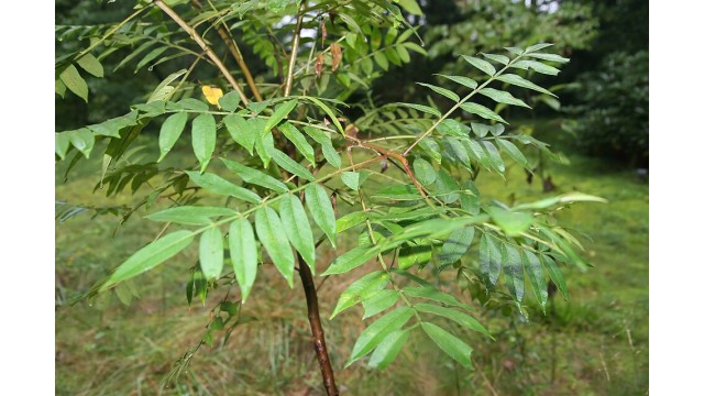 Rhus copallinum