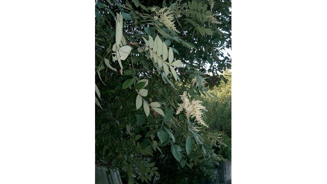 Rhus chinensis