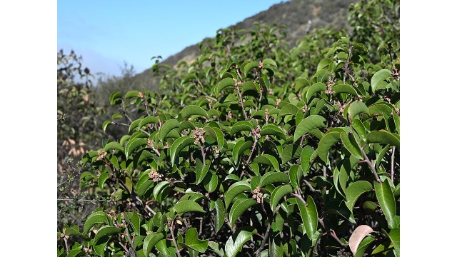 Rhus ovata