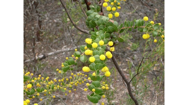 Acacia uncinata