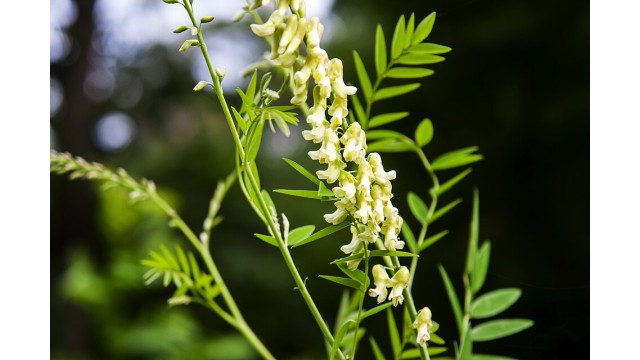 Sophora flavescens Sophora flavescens