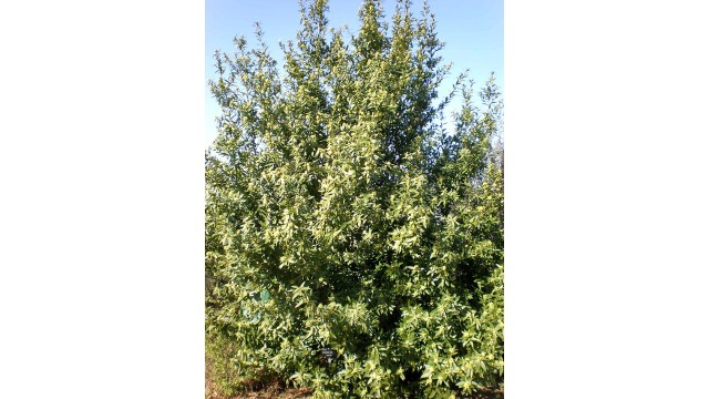 Umbellularia californica