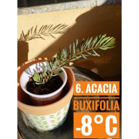 Acacia buxifolia
