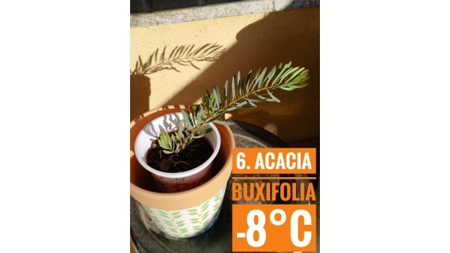 Acacia buxifolia