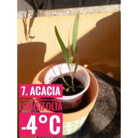 Acacia longifolia