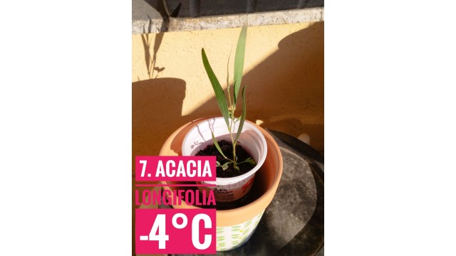 Acacia longifolia