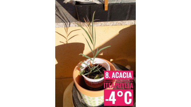 Acacia iteaphylla