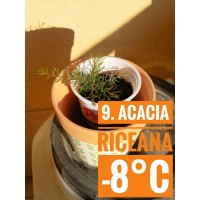 Acacia riceana