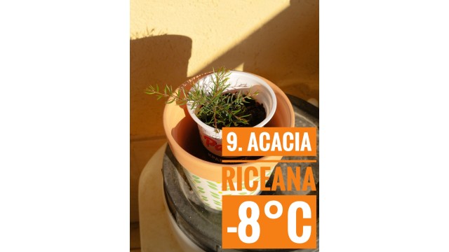 Acacia riceana