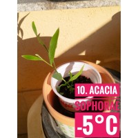 Acacia sophorae