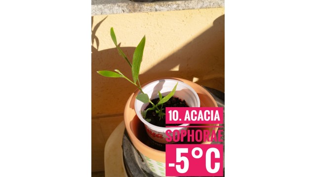 Acacia sophorae