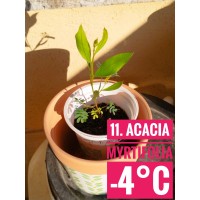 Acacia myrtifolia