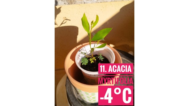 Acacia myrtifolia