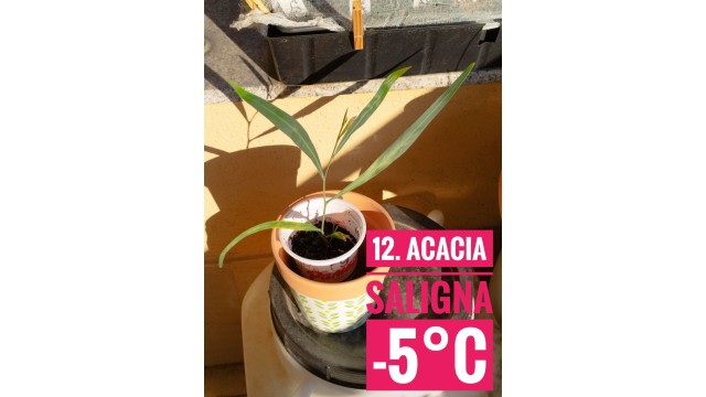 Acacia saligna