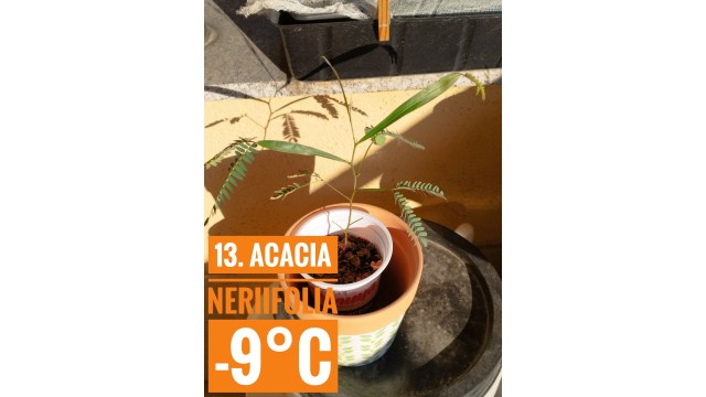 Acacia neriifolia