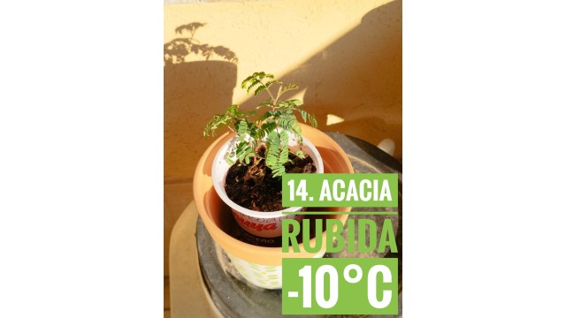 Acacia rubida