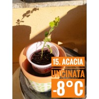 Acacia uncinata Acacia uncinata