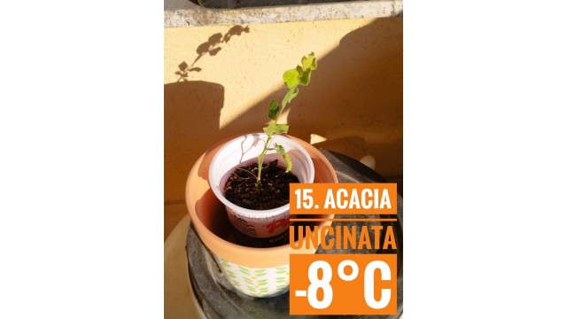 Acacia uncinata