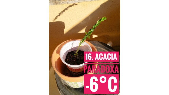 Acacia paradoxa
