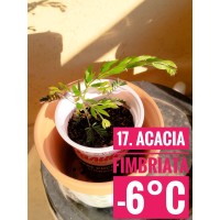 Acacia fimbriata Acacia fimbriata
