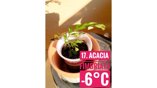 Acacia fimbriata