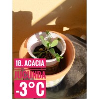Acacia jucunda