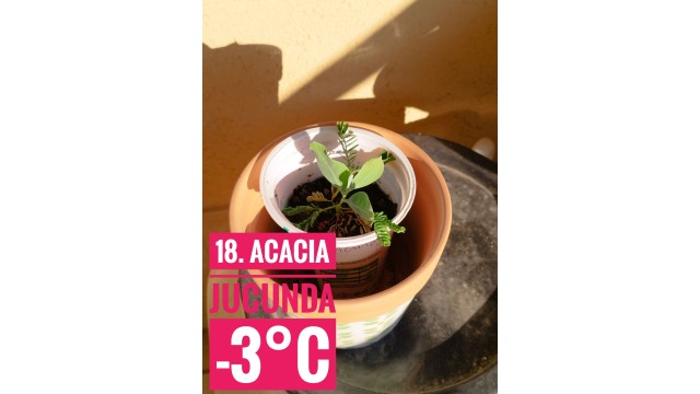 Acacia jucunda