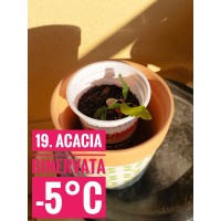 Acacia binervata