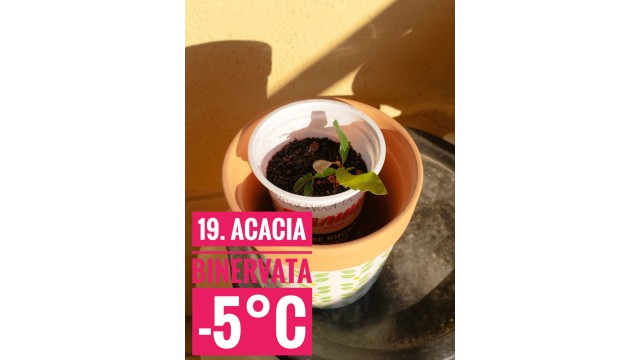 Acacia binervata