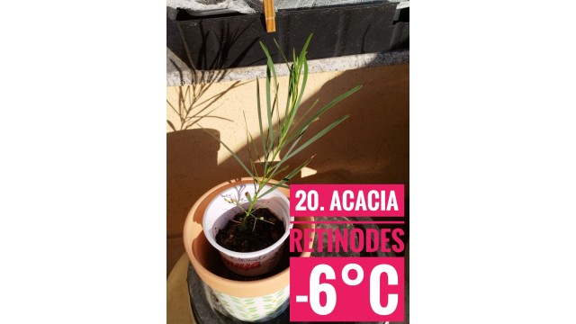 Acacia retinodes
