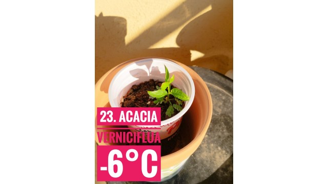 Acacia verniciflua