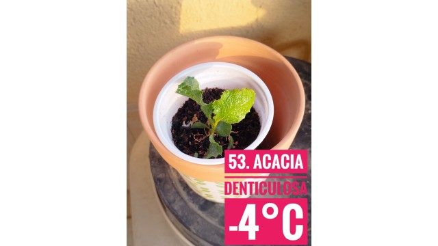 Acacia denticulosa