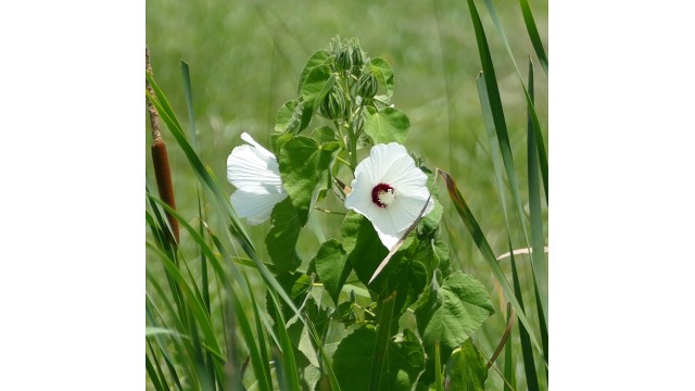 Hibiscus lasiocarpos