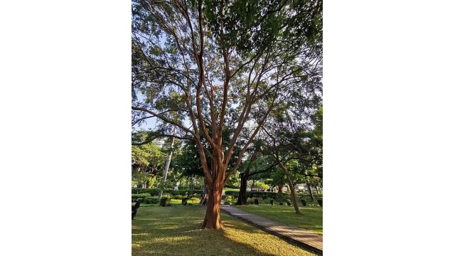 Ulmus parvifolia